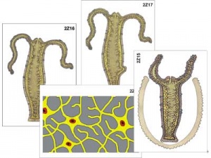 Kraken клирнет зеркало